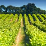 Hydra Consulting supporting digitization in the Australian wine sector