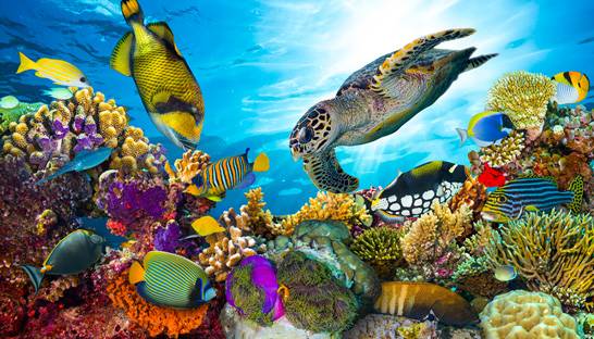 Accenture's smart technology enabling coral reef conservation